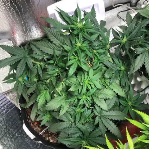 Unknown strain growlog timeline photo