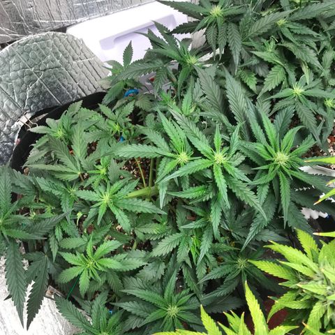 Unknown strain growlog timeline photo