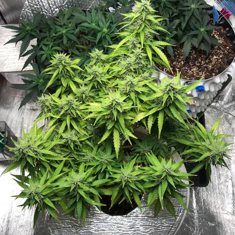 Unknown strain growlog timeline photo