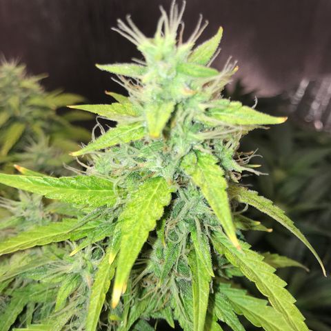 Unknown strain growlog timeline photo