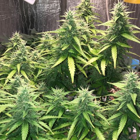 Unknown strain growlog timeline photo