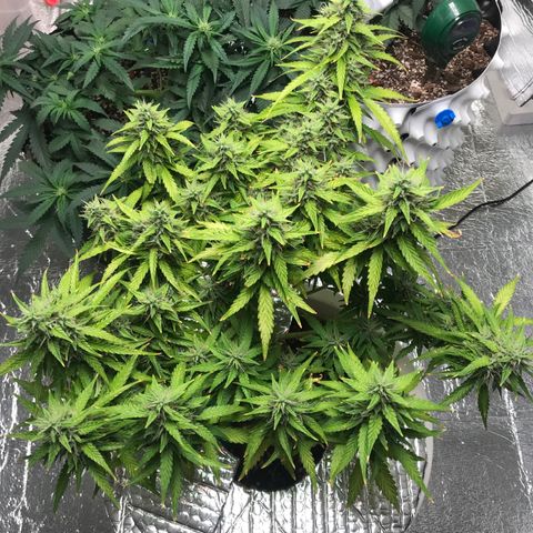 Unknown strain growlog timeline photo