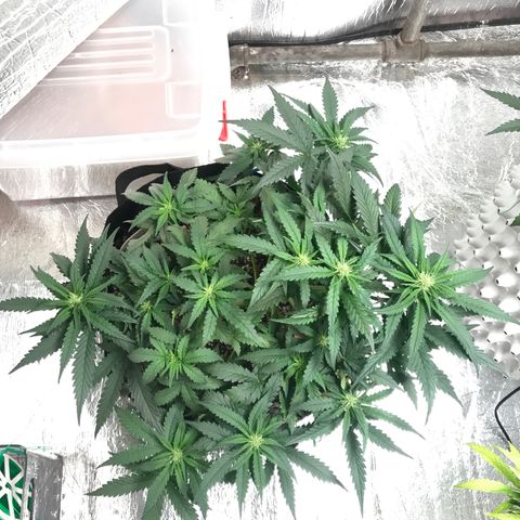 Unknown strain growlog timeline photo