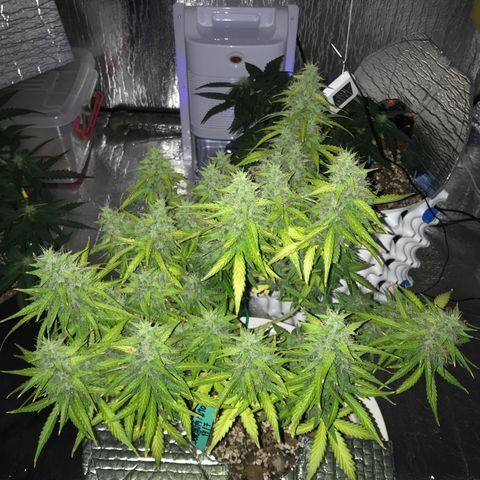 Unknown strain growlog timeline photo