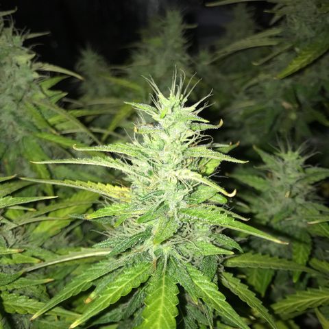 Unknown strain growlog timeline photo