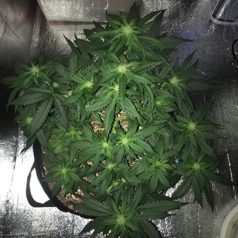 Unknown strain growlog timeline photo