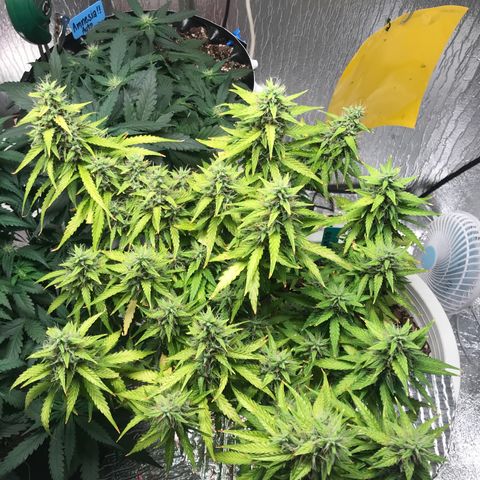 Unknown strain growlog timeline photo