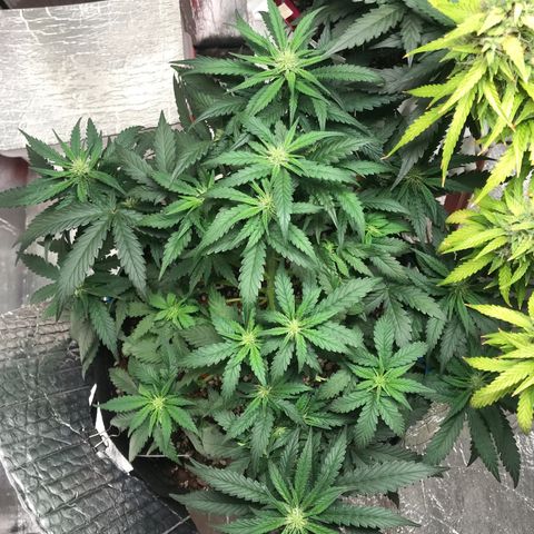 Unknown strain growlog timeline photo