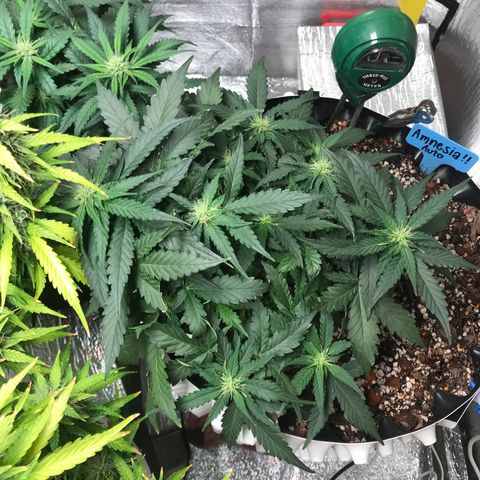 Unknown strain growlog timeline photo