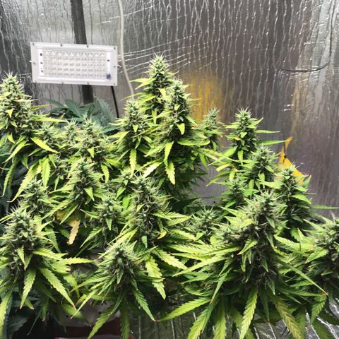 Unknown strain growlog timeline photo