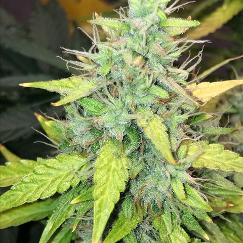 Unknown strain growlog timeline photo