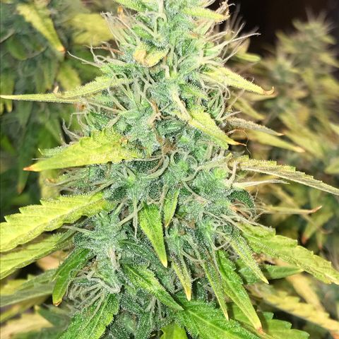 Unknown strain growlog timeline photo