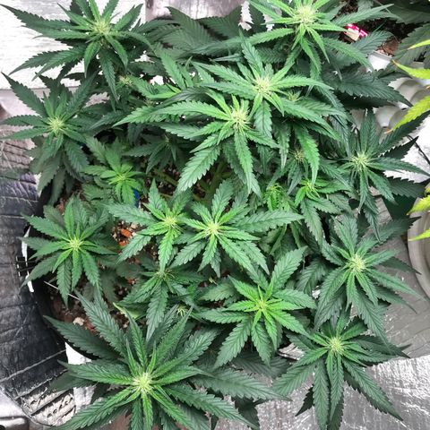 Unknown strain growlog timeline photo