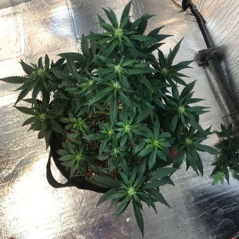 Unknown strain growlog timeline photo