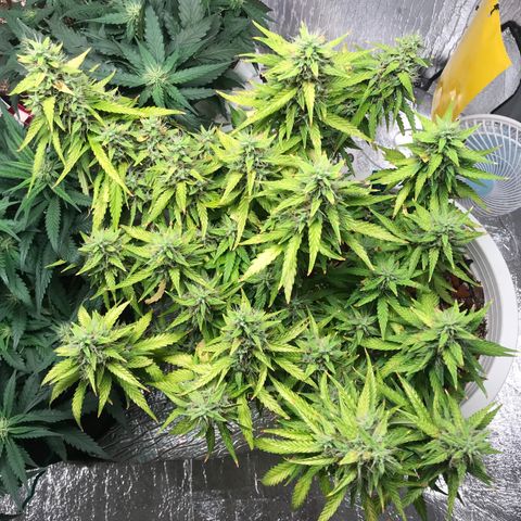 Unknown strain growlog timeline photo