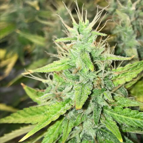 Unknown strain growlog timeline photo