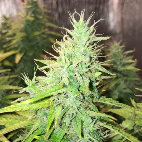 Unknown strain growlog timeline photo