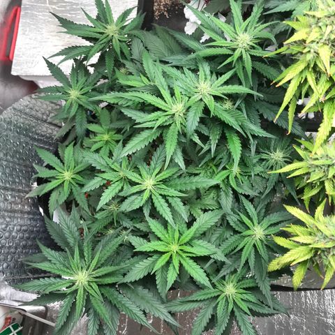 Unknown strain growlog timeline photo