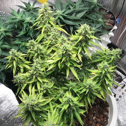 Unknown strain growlog timeline photo
