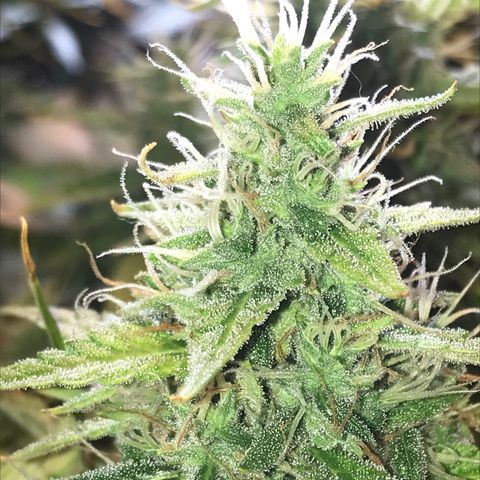 Unknown strain growlog timeline photo