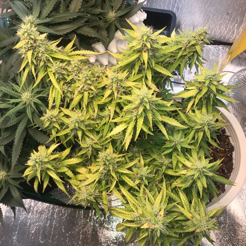 Unknown strain growlog timeline photo