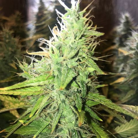 Unknown strain growlog timeline photo