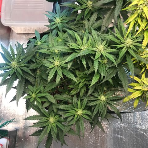 Unknown strain growlog timeline photo