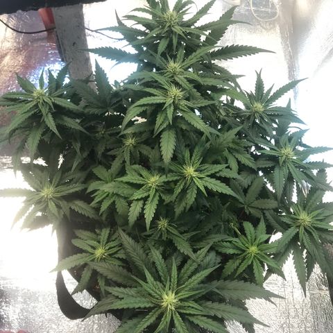 Unknown strain growlog timeline photo