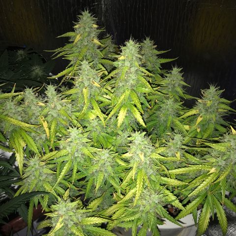 Unknown strain growlog timeline photo