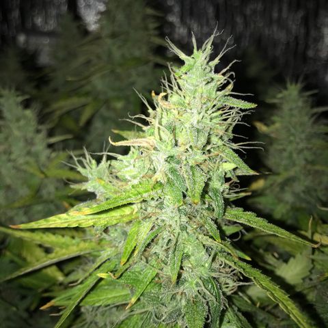 Unknown strain growlog timeline photo