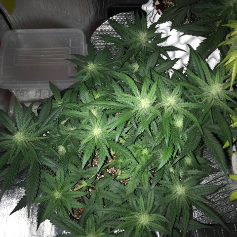 Unknown strain growlog timeline photo