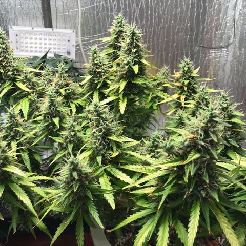 Unknown strain growlog timeline photo