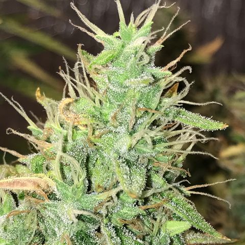 Unknown strain growlog timeline photo