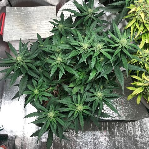 Unknown strain growlog timeline photo