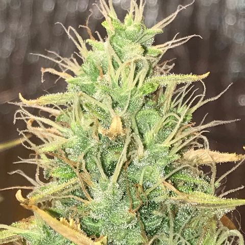 Unknown strain growlog timeline photo