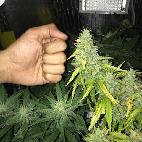 Unknown strain growlog timeline photo