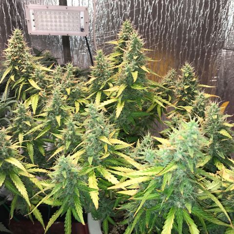 Unknown strain growlog timeline photo
