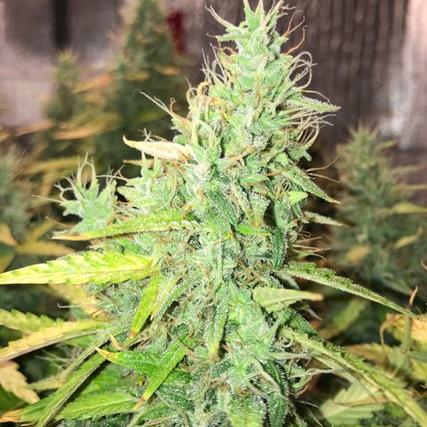 Unknown strain growlog timeline photo