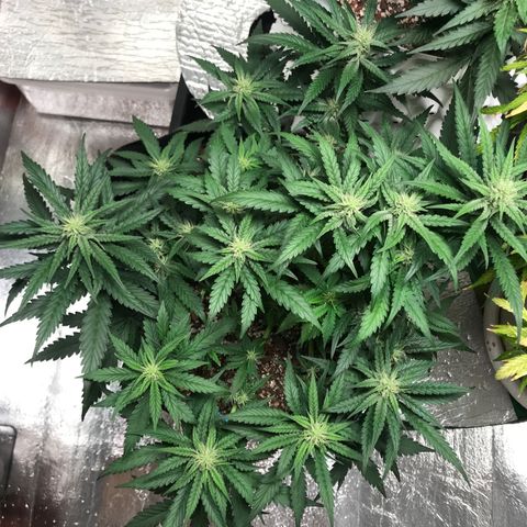 Unknown strain growlog timeline photo