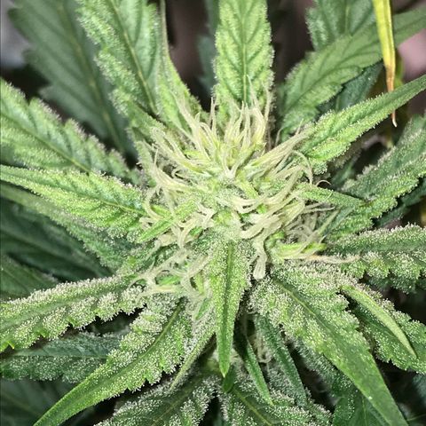 Unknown strain growlog timeline photo