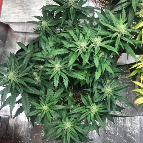 Unknown strain growlog photo: ให้ปุ๋ยทำดอกweek3 