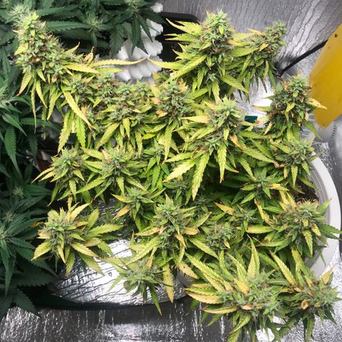 Unknown strain growlog timeline photo