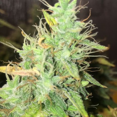 Unknown strain growlog timeline photo