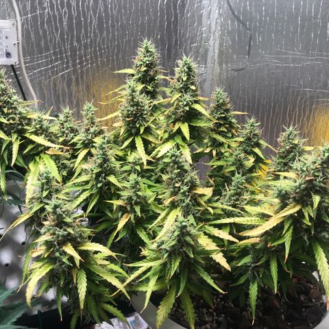 Unknown strain growlog timeline photo