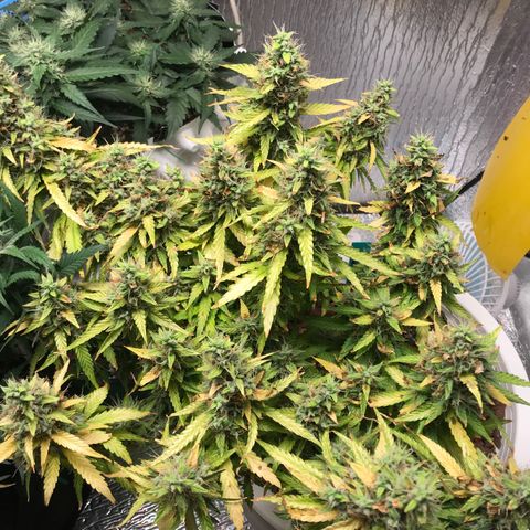 Unknown strain growlog timeline photo