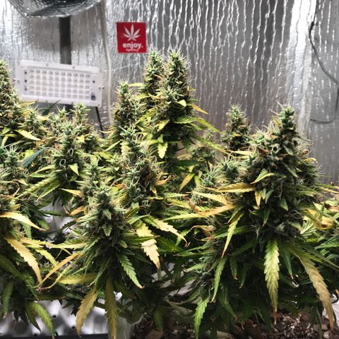 Unknown strain growlog timeline photo