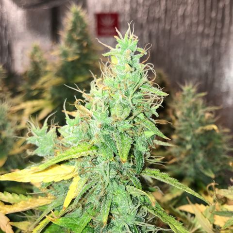 Unknown strain growlog timeline photo
