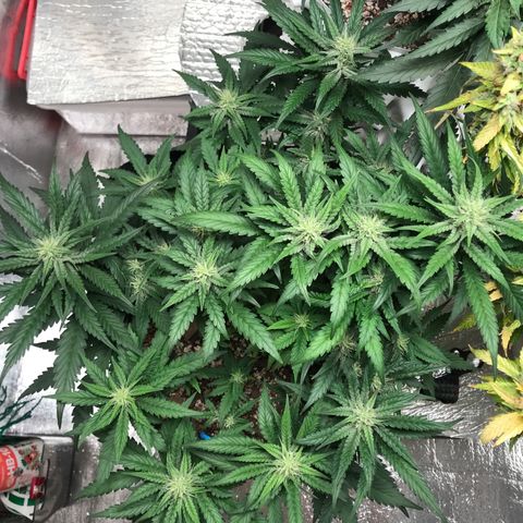Unknown strain growlog timeline photo