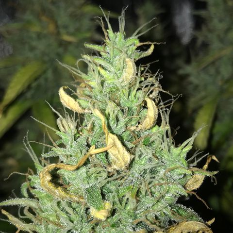 Unknown strain growlog timeline photo