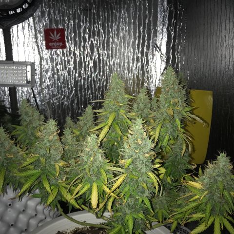 Unknown strain growlog timeline photo
